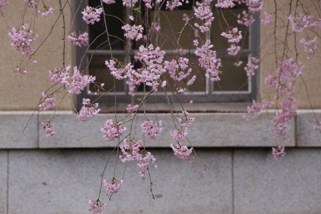 6500-15.4.7八重紅枝垂れ桜　窓と外壁バック.jpg